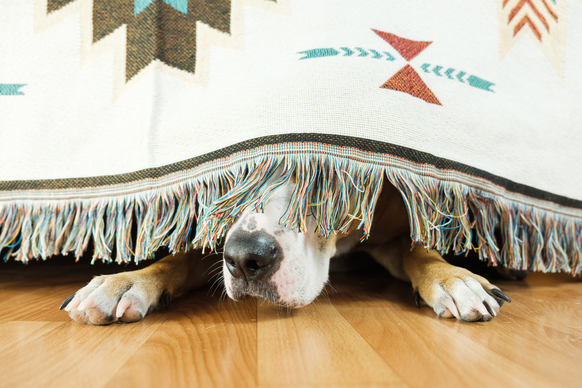 Dog hiding under blanket